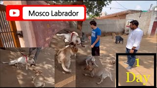 Mosco, Labrador owner lie to me they don’t know about his dog 2 year @dogloverprakash