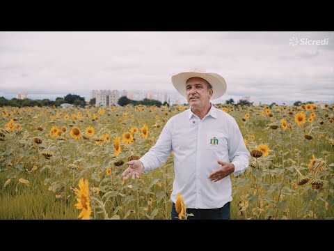 🌻 Girassóis que iluminam vidas 🌻