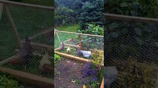 Rearing chickens isn’t just a hobby — it’s my passion 🐔❤️