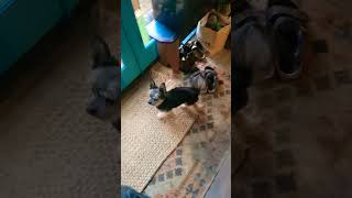 little gets what he wants 😆 🤣 😂