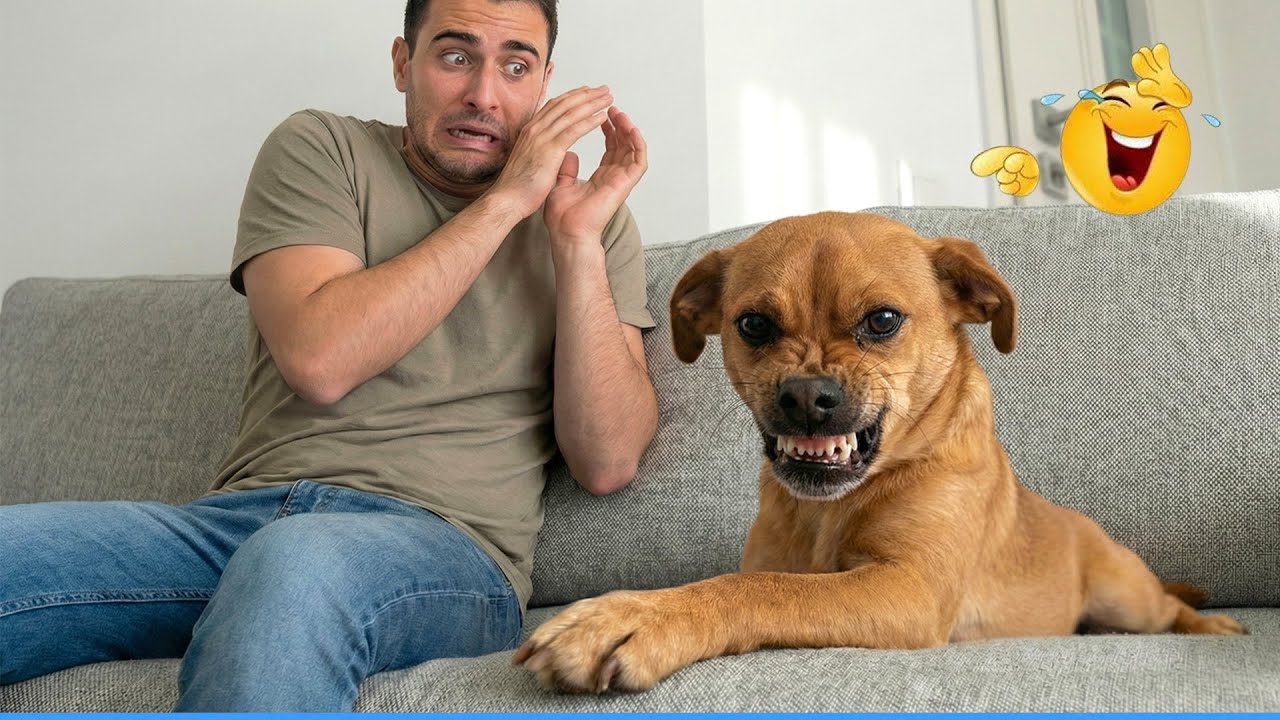 Super Funny Animal Videos 😹🐶 You Will Die Laughing Because Of These Dogs And Cats 🐾