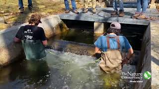 Saugatucket River: Intro to Tagging Study