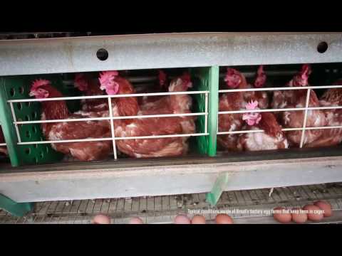A First Look into Brazil's Cruel Egg Industry
