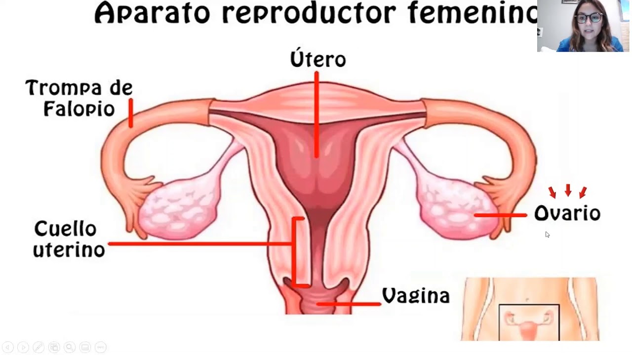 Ciclo reproductor femenino