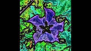 Datura