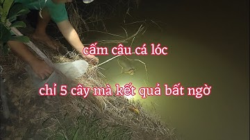 Bắt nhái Cấm câu cá lóc đồng