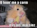 Corn on the cob 0001