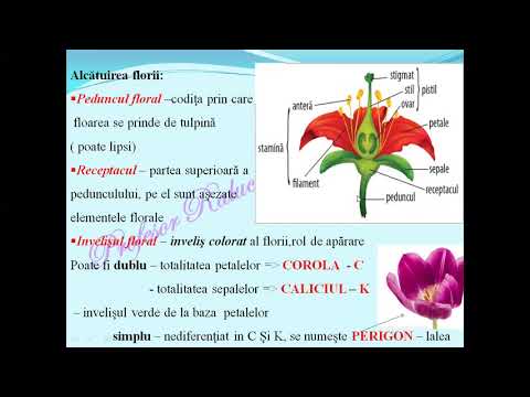 Video: Părțile principale ale unei flori sunt Părțile principale ale unei flori sunt pistilul și staminele