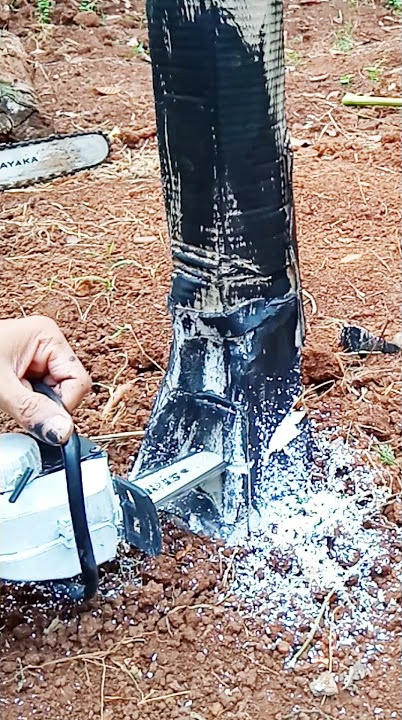 WOW!! Simulasi Gergaji Mesin Tebang Pohon Mini 1