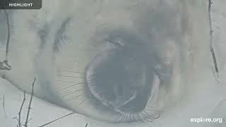 Gray Seal Pupping | Highlight Reel 2024 by Explore Oceans 3,512 views 3 weeks ago 46 minutes