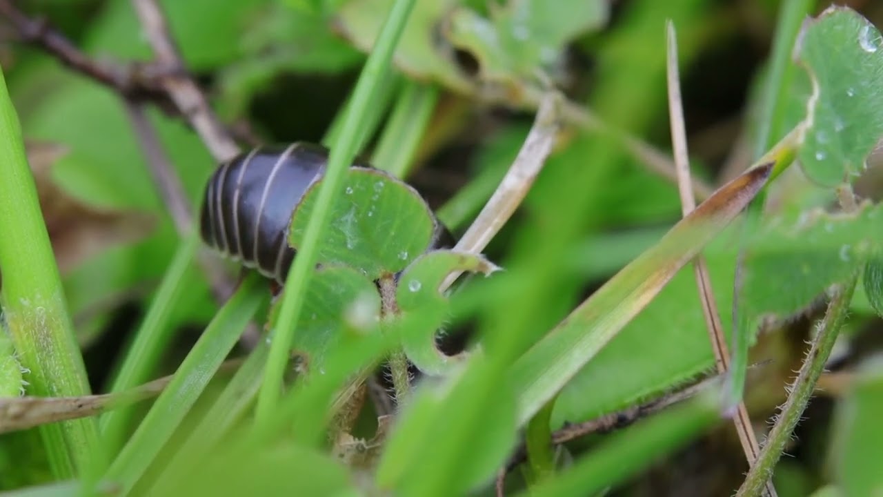 "Glomeris sp.", possible "Glomeris marginata".