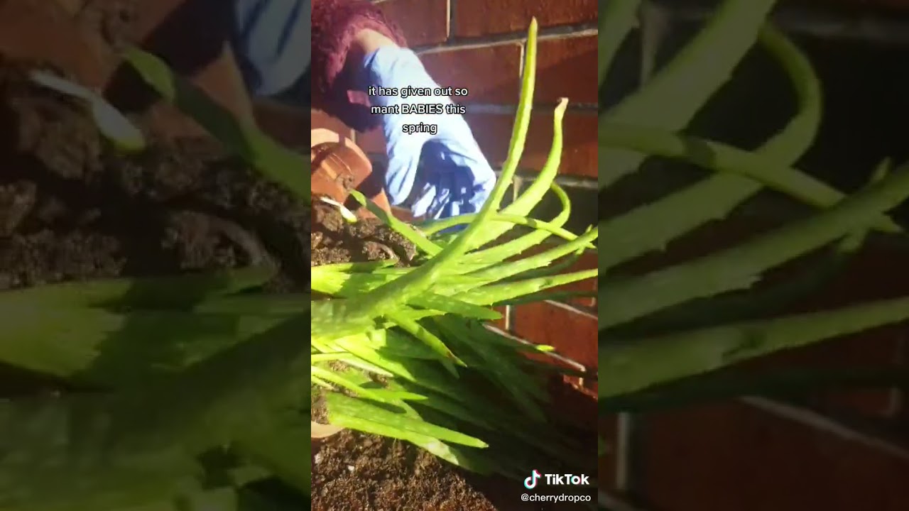 Aloe Vera pups repot tutorial | Planting & Gardening | Indoor plants