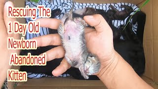 Rescuing the 1 day old newborn abandoned kittens  Caring for kittens growing up from 1 50 days old