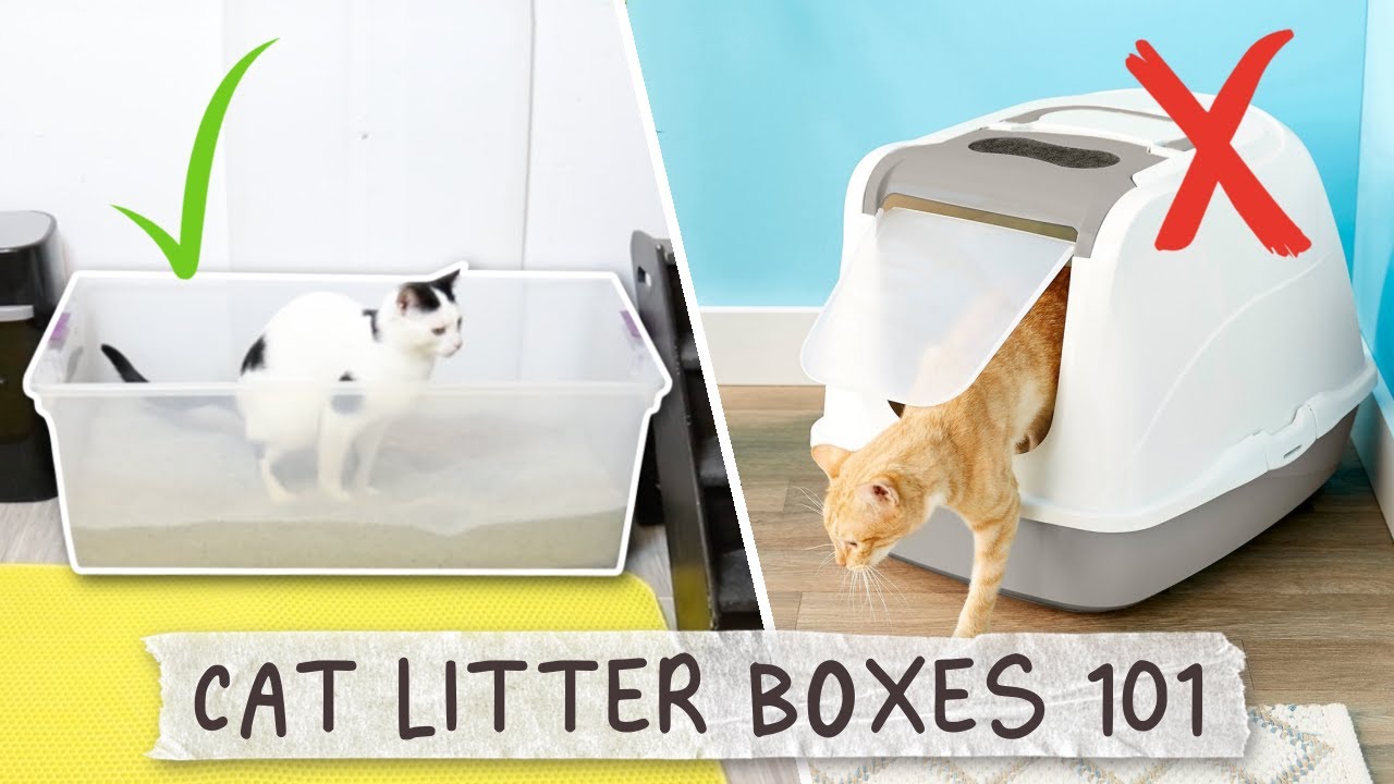 The Best Cat Litter Box Set Up - All About Litter Boxes 