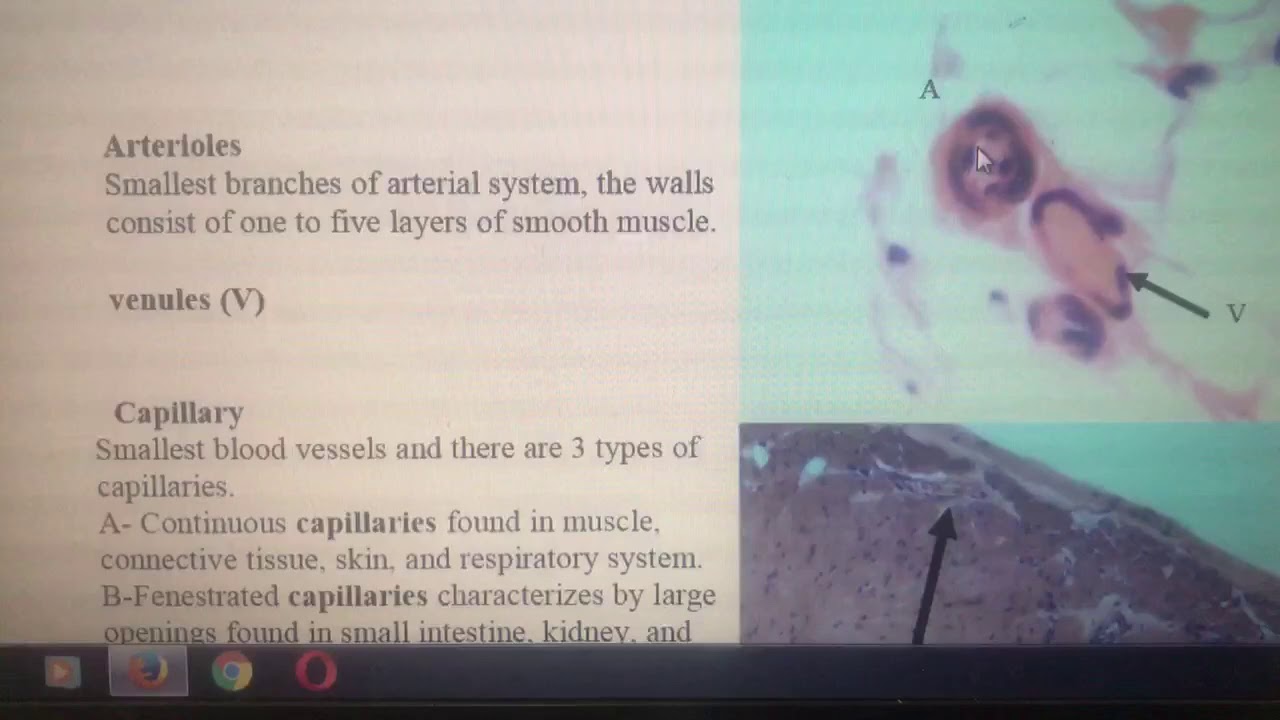 Histology Lab1 - YouTube
