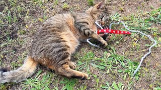 My funny cat Teo playing with a red ribbon