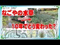 なごやの池の水草、10年前と比べてみた！（なごビオ定例会）