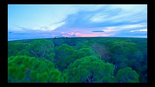 Evening Pines | Flying an FPV drone through the forest