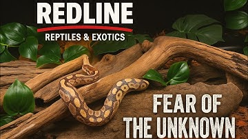 What It’s Really Like to Get Bitten by a Pet Snake | Blood Python Handling & Care