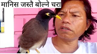 मानिस जस्तै बोल्ने अचम्मको चरा । Talking moina bird human language.
