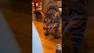 Cat ki funny moment#funny #momentsviralshots #sabcraibemyyYouTube