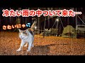 大雨の夜に1匹の猫がついて来た。焚き火で一緒に温まりました♪
