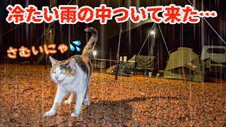 大雨の夜に1匹の猫がついて来た。焚き火で一緒に温まりました♪