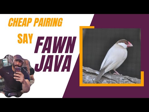 Java Future in Pakistan 2023 #javasparrow #finches #javafinches