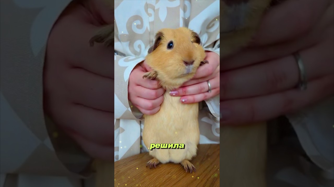 Зверёк антистресс. Пушистое чудо природы | МОРСКАЯ СВИНКА 🐹 #wildlife #морскаясвинка #природа