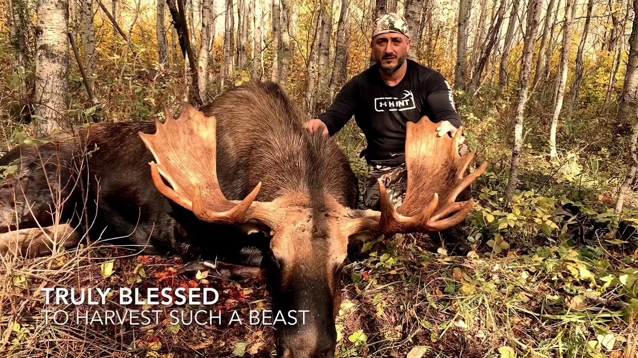 moose and elk hunting trips