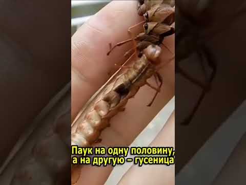 учёный скрестили паука и гусеница.и выпустил их на волю