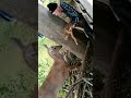 BABY DEER STUCK IN FENCE, SAVED REUNITED WITH MOTHER