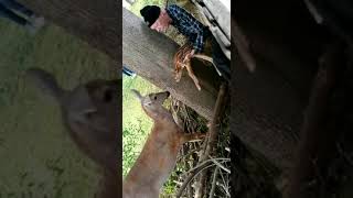 BABY DEER STUCK IN FENCE, SAVED REUNITED WITH MOTHER