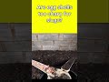 are eggshells too sharp for slugs? #beginnergardening #slugs #snails #organicgardening