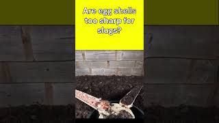 are eggshells too sharp for slugs? #beginnergardening #slugs #snails #organicgardening