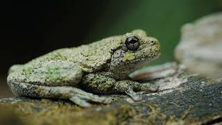 Gray Treefrog | Wildlife Broll