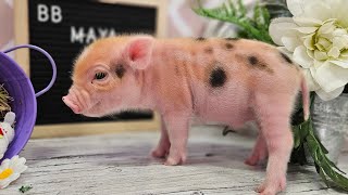 SUJET DÉLICAT : la propreté du cochon VS la propreté de votre maison