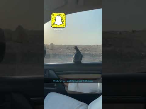 لا تنس ضع ماء للطيور في أي مكان