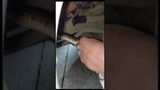 RAT SNAKE RESCUE IN THE CAR
