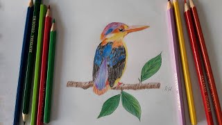 كيف ترسم عصفور بألوان الخشب.طريقة رسم طائر معطر الجناح بالألوان.How to draw a wing-scented bird in c