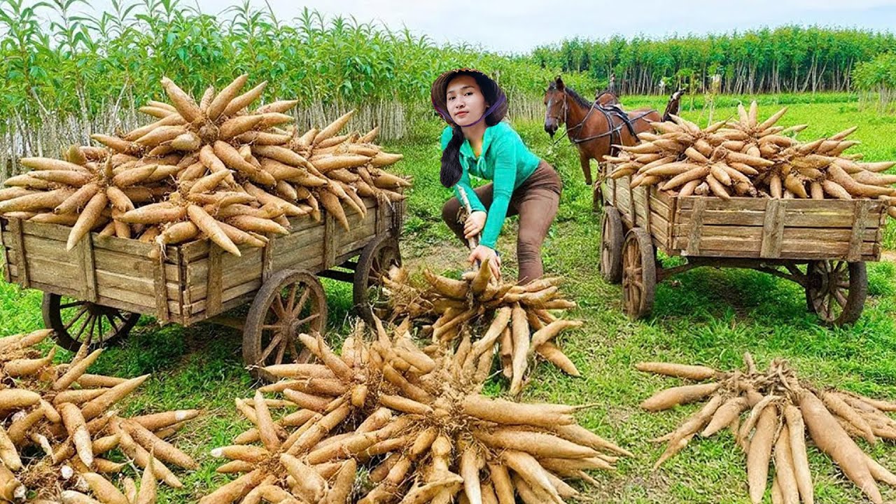 Harvest tons of cassava in a single day and take it to the village market to sell.