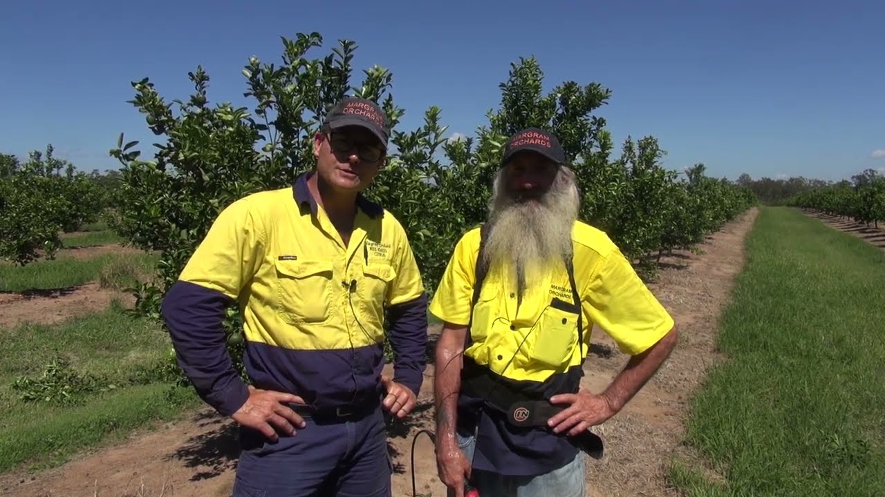 QLD mandarin prune Margram extended