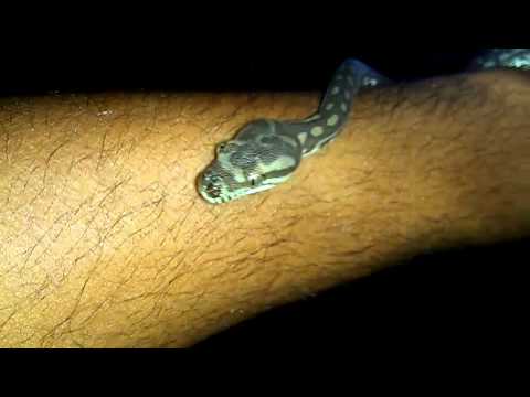 Jade in the dark, handling my Bredls Python