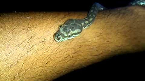 Jade in the dark, handling my Bredls Python