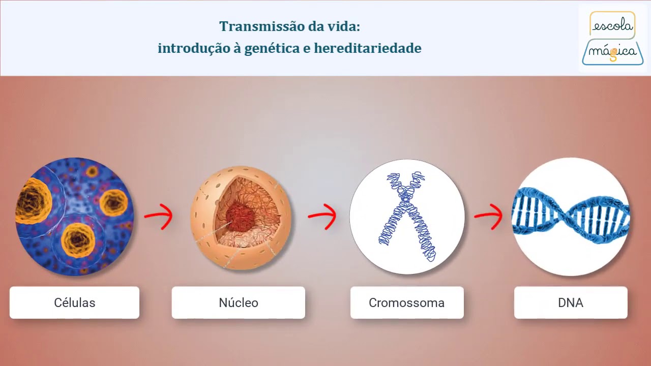 Hereditariedade Humana E Genetica Conceitos Básicos Em Genética