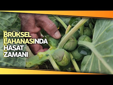 Video: Brüksel lahanası hasadı - Brüksel lahanası ne zaman ve nasıl toplanır