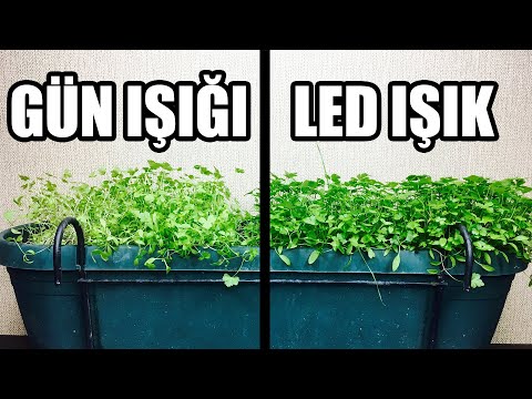 Video: LED gün ışığı ampulleri bitkiler için iyi midir?