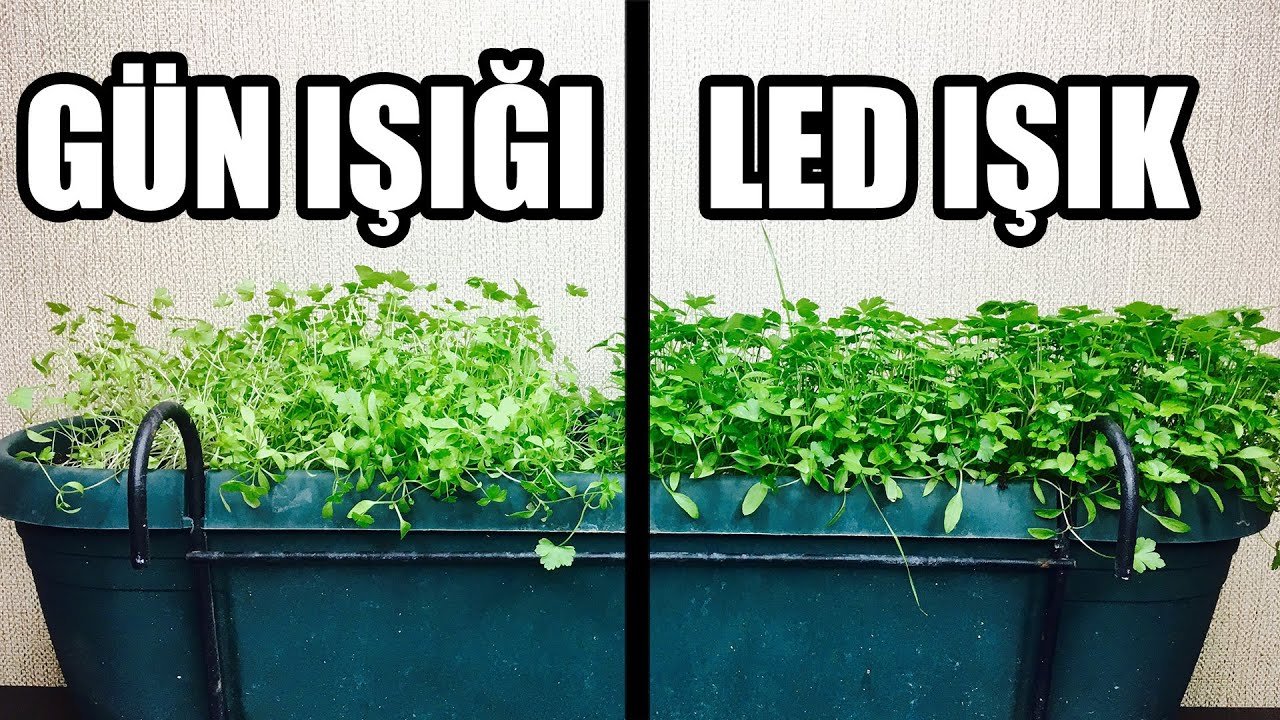 Güneş Olmadan Bitki Nasıl Yetiştirilir ? | Bitki Işığı Nasıl Olmalı