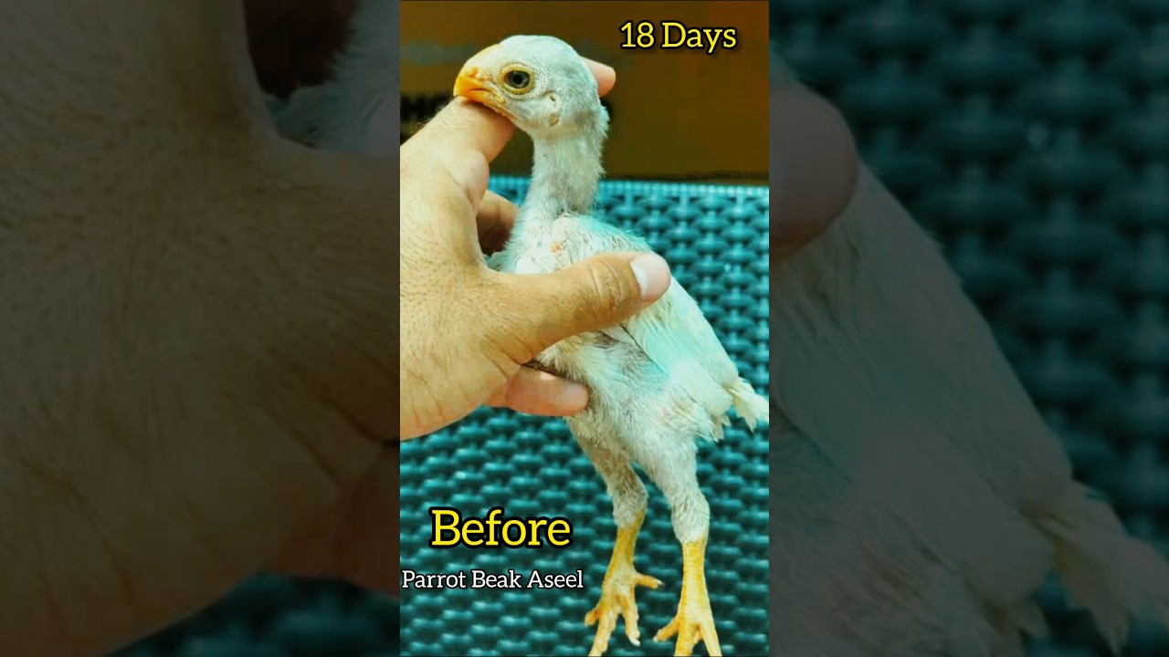 parrot beak aseel chicks Transformation 