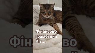 Фінансовий порадник #cat #видосыоткота #веселыекоты #прикольныекоты #кот
